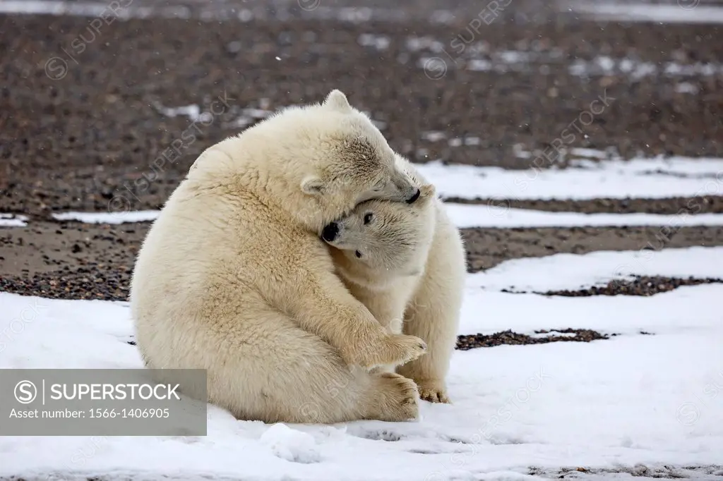 United States , Alaska , Arctic National Wildlife Refuge , Kaktovik , Polar Bear( Ursus maritimus ) ,.