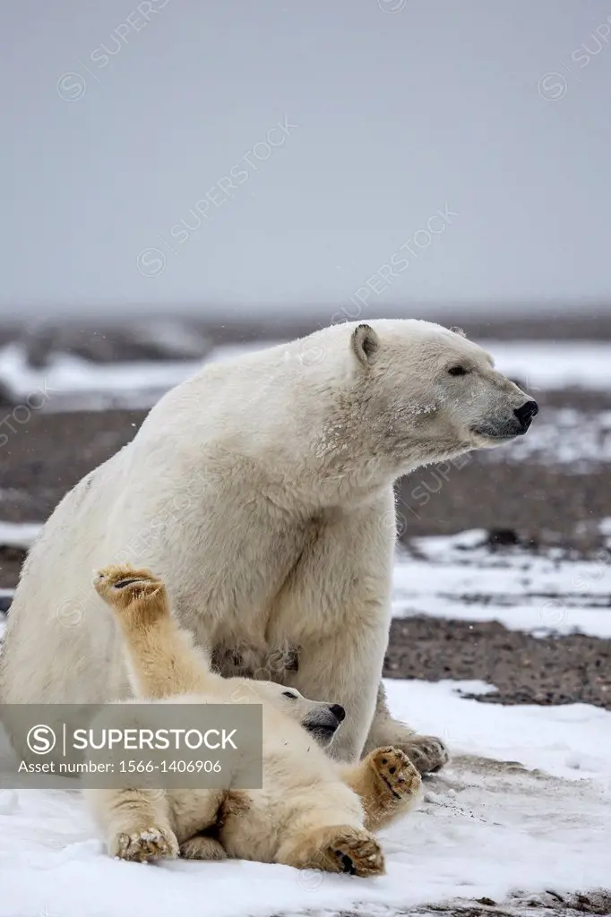 United States , Alaska , Arctic National Wildlife Refuge , Kaktovik , Polar Bear( Ursus maritimus ) , mother with one cub from the year along a barrie...