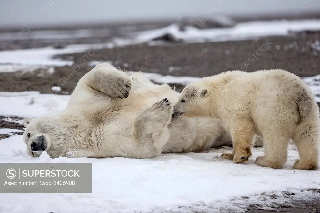 United States , Alaska , Arctic National Wildlife Refuge , Kaktovik , Polar Bear( Ursus maritimus ) , mother with one cub from the year along a barrie...