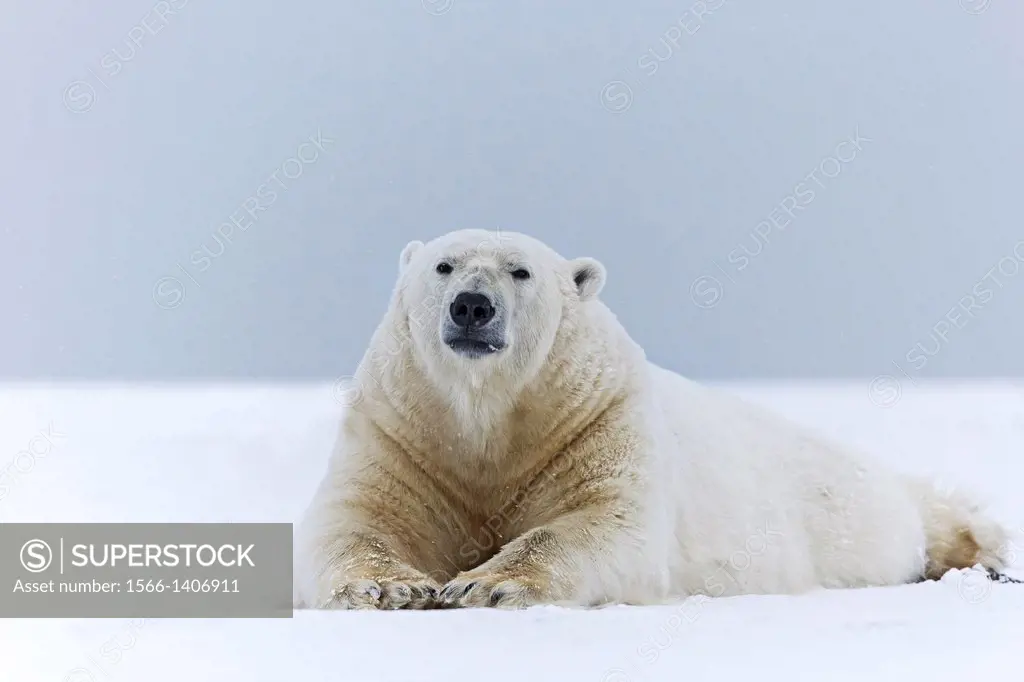 United States , Alaska , Arctic National Wildlife Refuge , Kaktovik , Polar Bear( Ursus maritimus ) , adult male , along a barrier island outside Kakt...