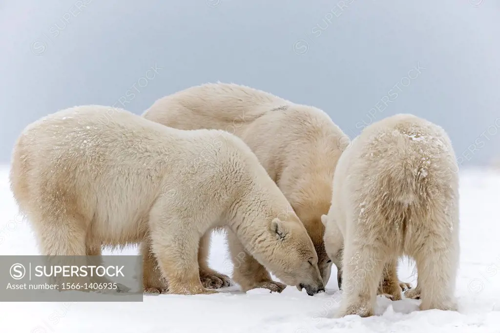 United States , Alaska , Arctic National Wildlife Refuge , Kaktovik , Polar Bear( Ursus maritimus ) , subadults playing along a barrier island outside...