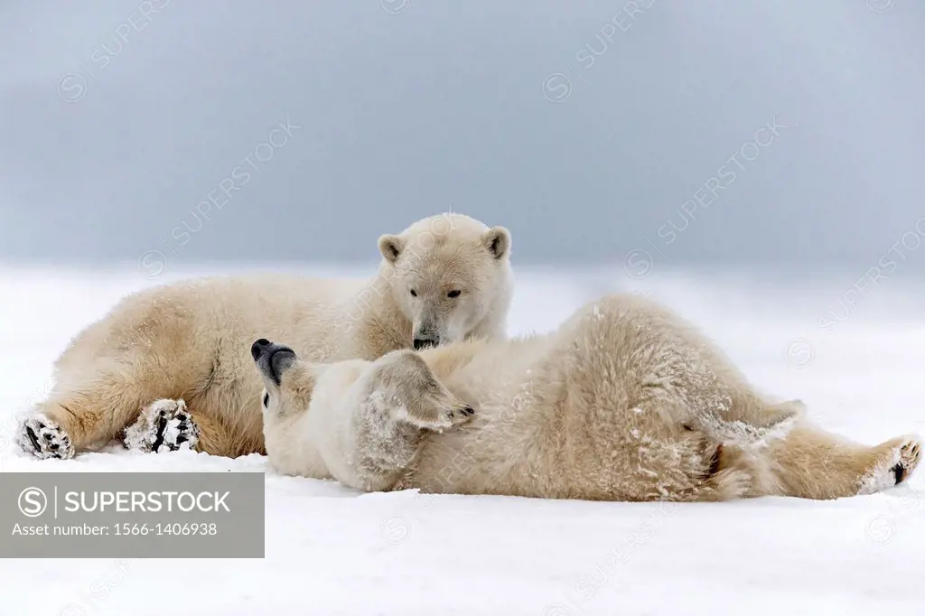 United States , Alaska , Arctic National Wildlife Refuge , Kaktovik , Polar Bear( Ursus maritimus ) , subadults playing along a barrier island outside...