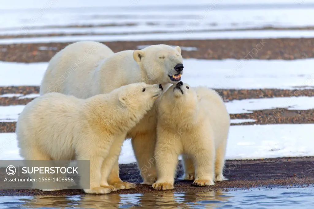 United States , Alaska , Arctic National Wildlife Refuge , Kaktovik , Polar Bear( Ursus maritimus ) , female adult with 2 cubs from the year , along a...
