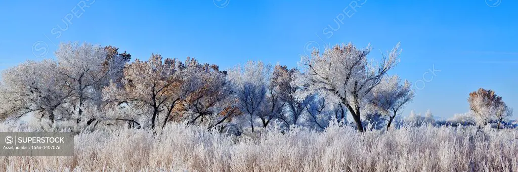 Hoarfrost on cottonwood trees, Bosque del Apache NWR, New Mexico, USA.