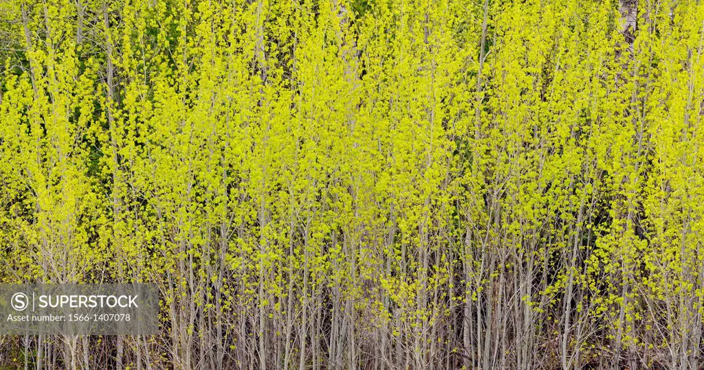 A woodlot of aspen trees with early spring foliage near a pasture, Manitoulin Island- Kagawong, Ontario, Canada.