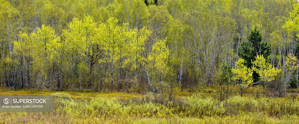 A hillside of aspen, birch and spruce with emerging spring leaves at the edge of a meadow, Greater Sudbury, Ontario, Canada.