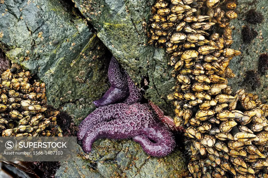 Ochre sea stars (Pisaster ochraceus) exposed at low tide, Hope Island, Vancouver Is., British Columbia, Canada.