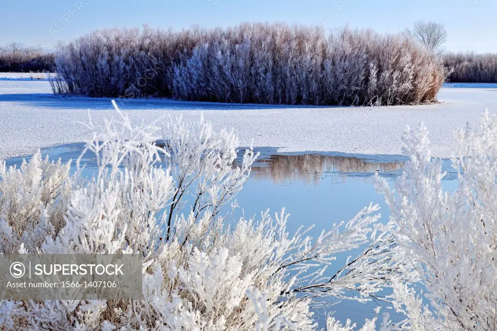 Winter frosts around a duck pond, Bosque del Apache NWR, New Mexico, USA.