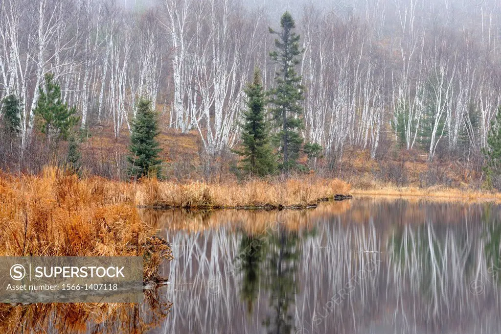 Reflections in a beaverpond in late autumn, Greater Sudbury , Ontario, Canada.