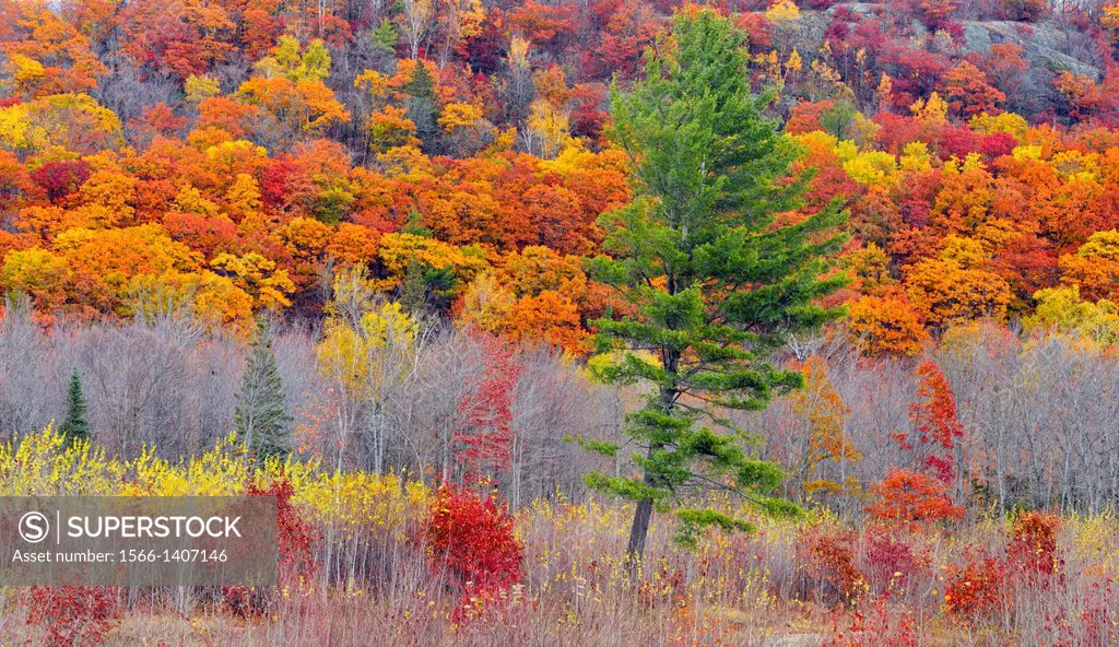 Hillside with late-autumn pine, oak and aspen, near Echo Bay, Ontario, Canada.
