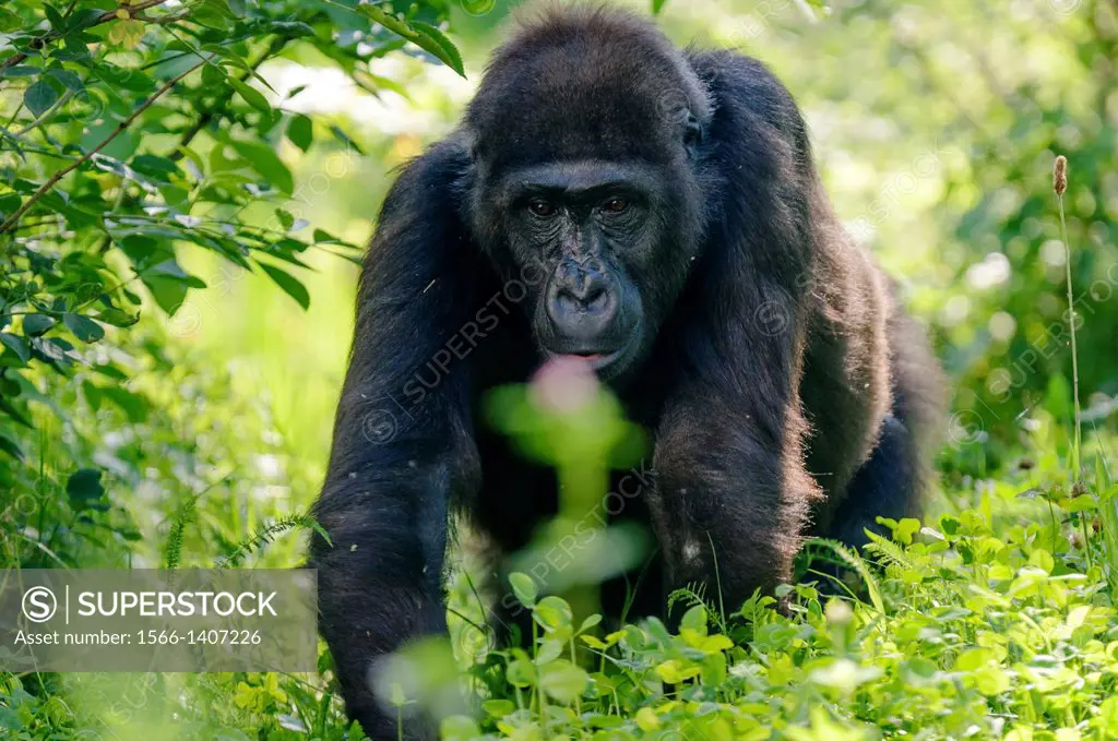 Gorilla gorilla, Lowland gorilla, Captive, adult, Germany.