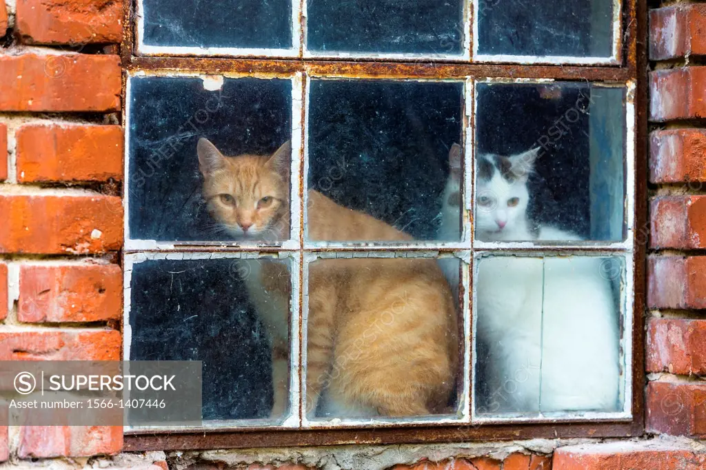 Two cats (Felis catus) looking through a window, Germany, Europe