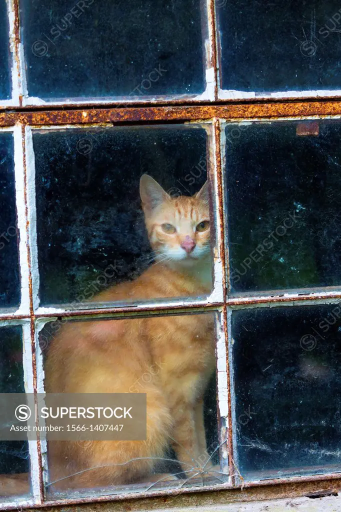 Single cat (Felis catus) looking through a window, Germany, Europe