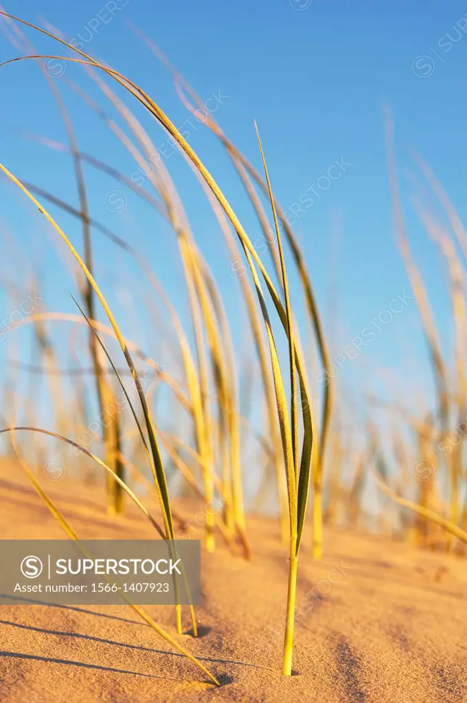stalks of grass in sand, NSW coast, Australia.