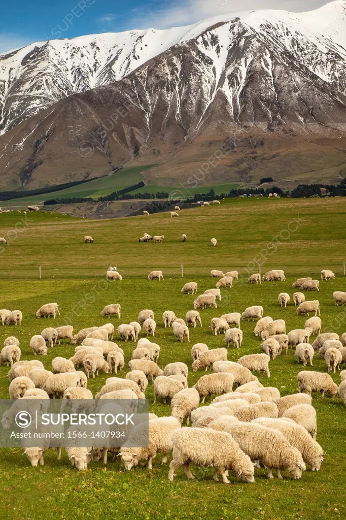 Pregnant ewe sheep grazing, spring growth under Mt Hutt Range, Rakaia river valley, Canterbury.