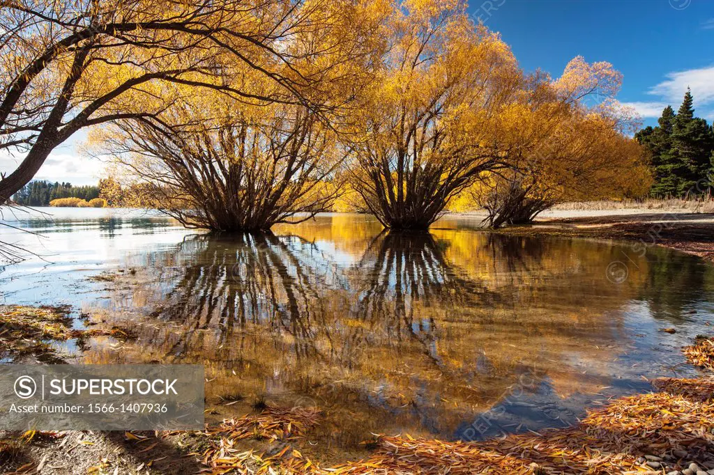 Willow trees, autumn sunshine, Lake Tekapo, Mackenzie Country, New Zealand.