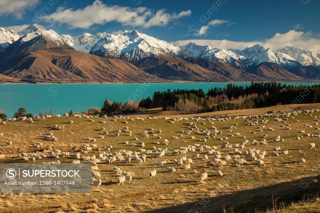 Sheep grazing above Lake Pukaki, Ben Ohau Range behind, Mackenzie Country, Canterbury.