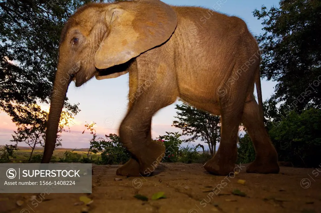 elephant in chobe national park.