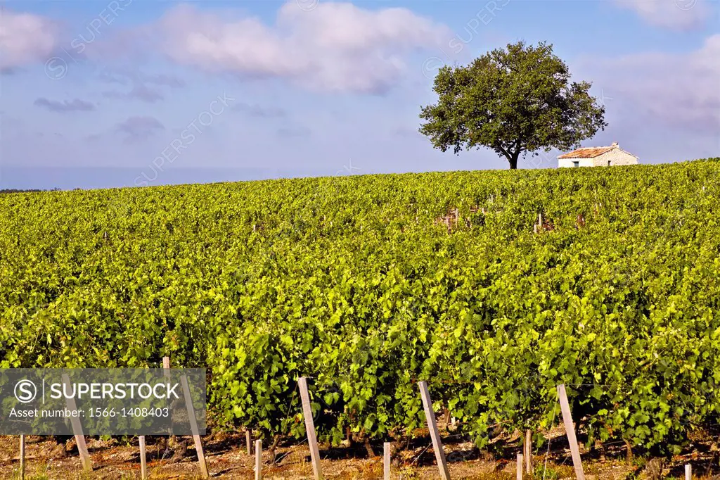 vineyards in bordeaux region.