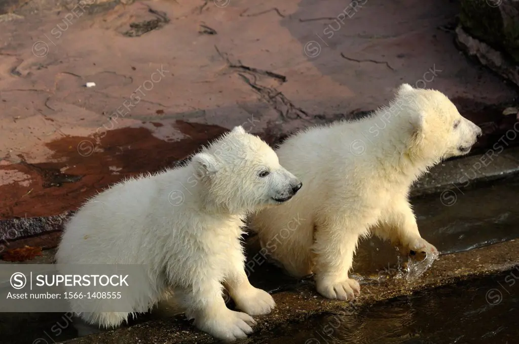 Close-up of two polar bear (Ursus maritimus) cubs in a zoo, Germany
