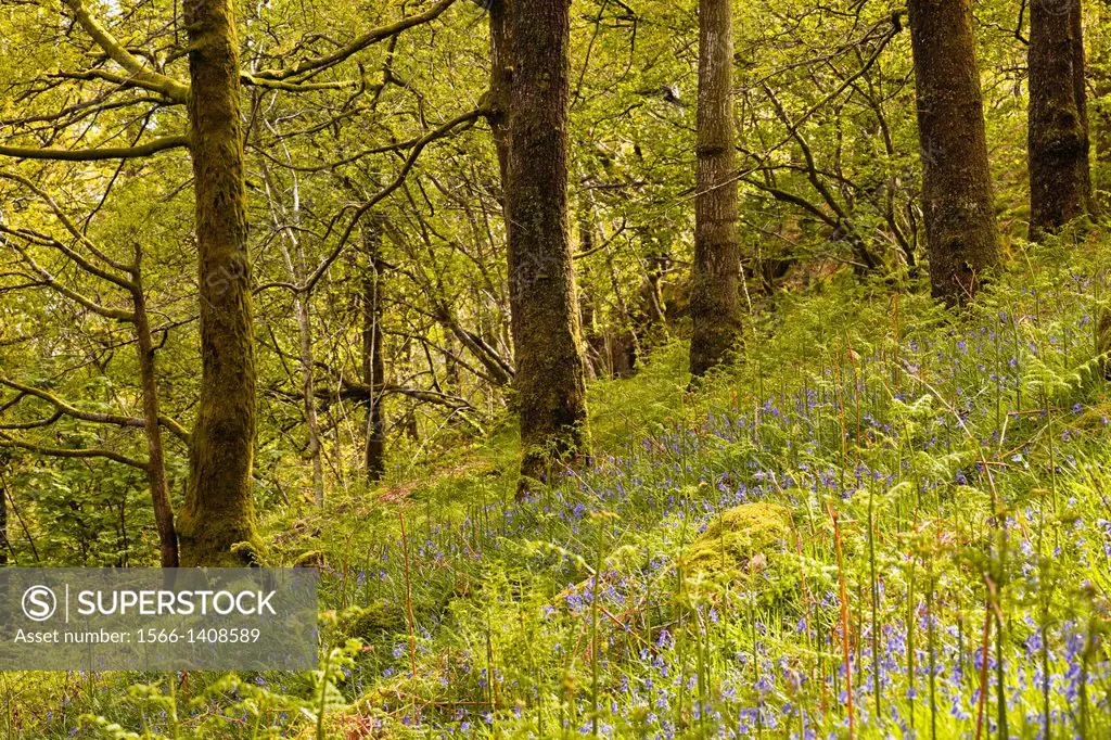 A bluebell wood in the Lake District National Park, England, United Kingdom.