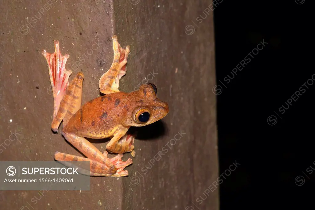 Harlequin tree frog Rhacophorus pardalis. Image taken at Kubah National Park, Sarawak, Malaysia.