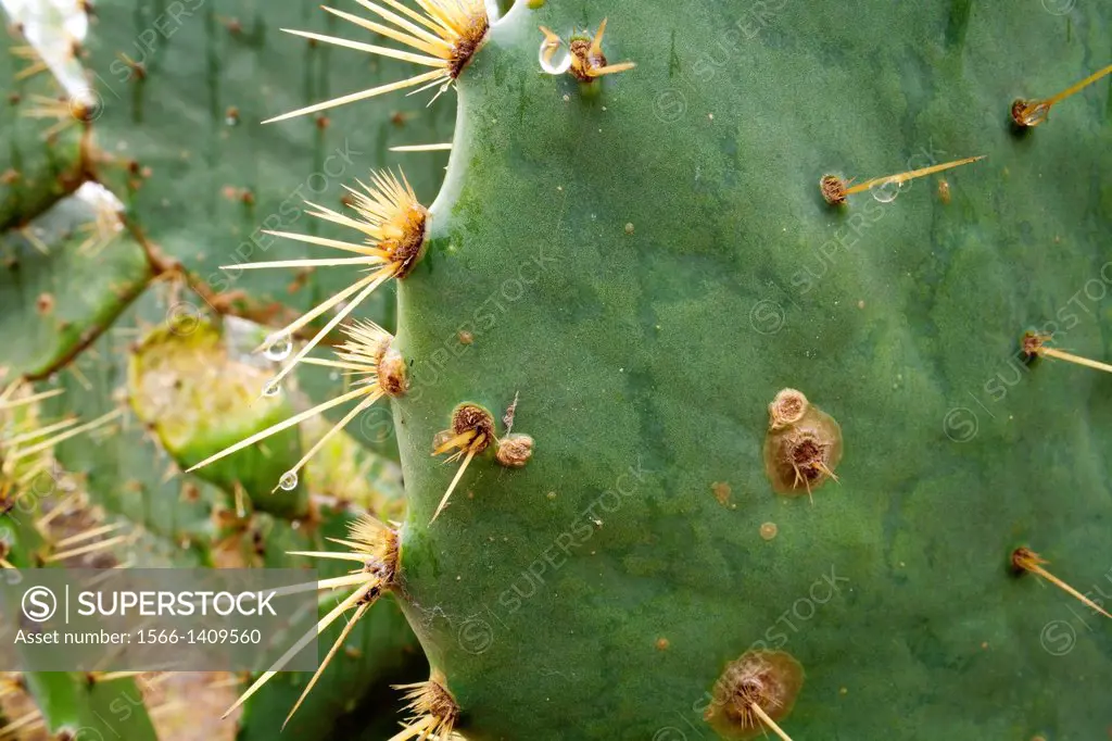 A close up of a Prickly Pear Catus (Opuntia) with water droplets falling from its spines. Southern Texas, USA.