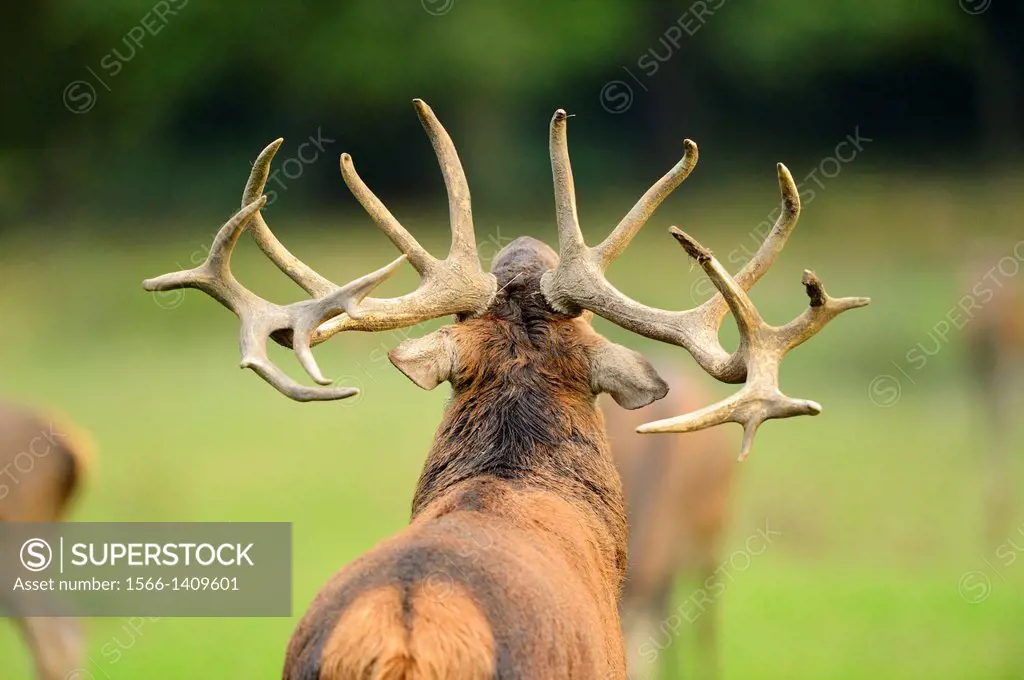 Close up of Red deer (Cervus elaphus) antlers.