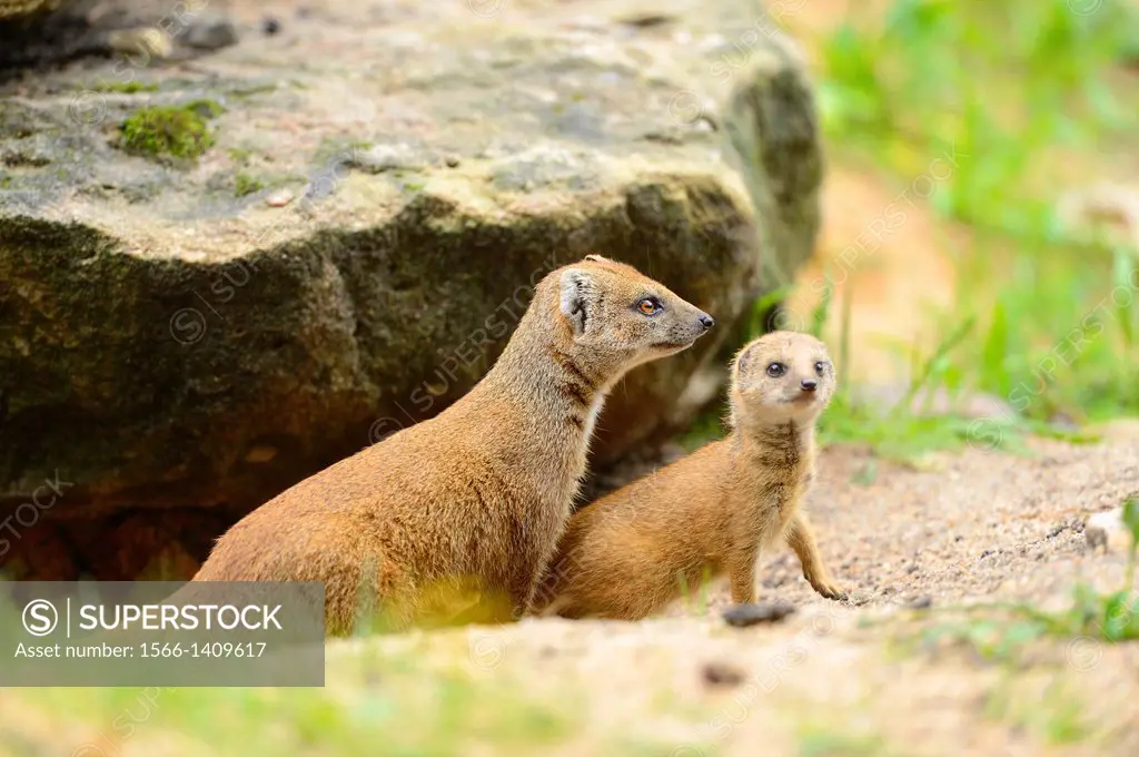 Close-up of a Yellow Mongoose (Cynictis penicillata) mother with her yongster.