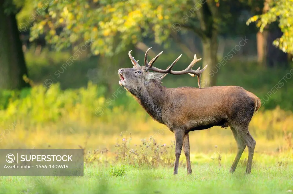 A Red deer (Cervus elaphus) male on a early foggy morning roaring at the edge of the woods.