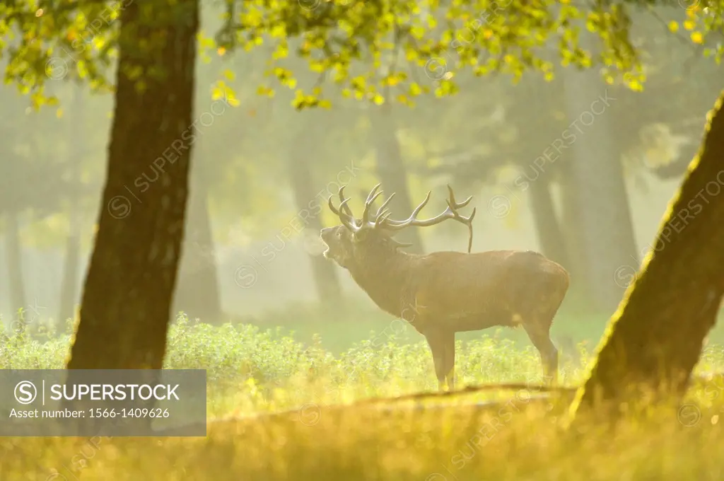 A Red deer (Cervus elaphus) male on a early foggy morning at the edge of the woods.