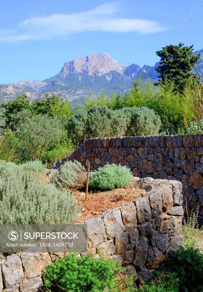 Garden with herbs on terrasses built in traditional drystone design in Soller, Majorca, October.