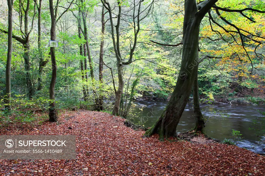 Autumn Trees and Fallen leaves in Nidd Gorge near Knaresborough North Yorkshire England.