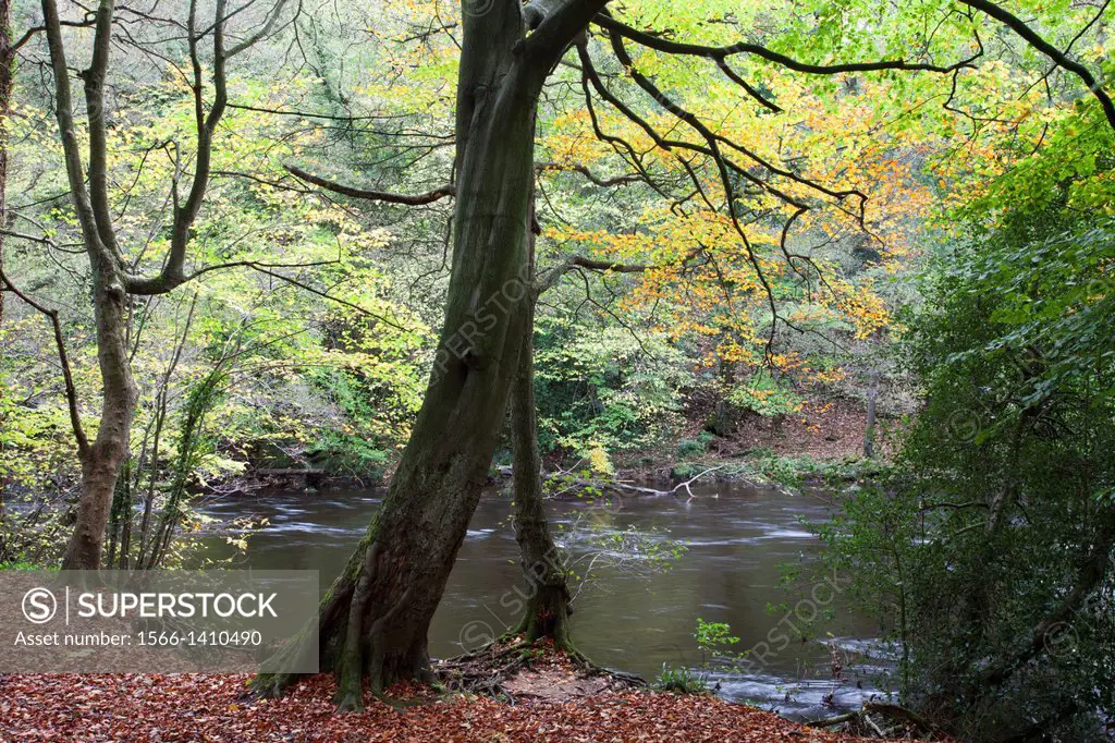 Autumn Tree by the River Nidd in Autumn Nidd Gorge near Knaresborough North Yorkshire England.