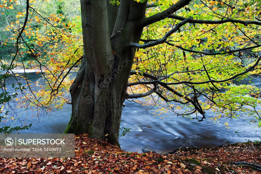 Tree by the River Nidd in Nidd Gorge in Autumn near Knaresborough North Yorkshire England.