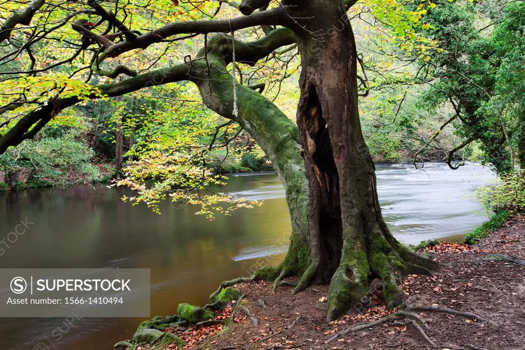 Hollow Tree in Autumn in Nidd Gorge Woods near Knaresborough North Yorkshire England.