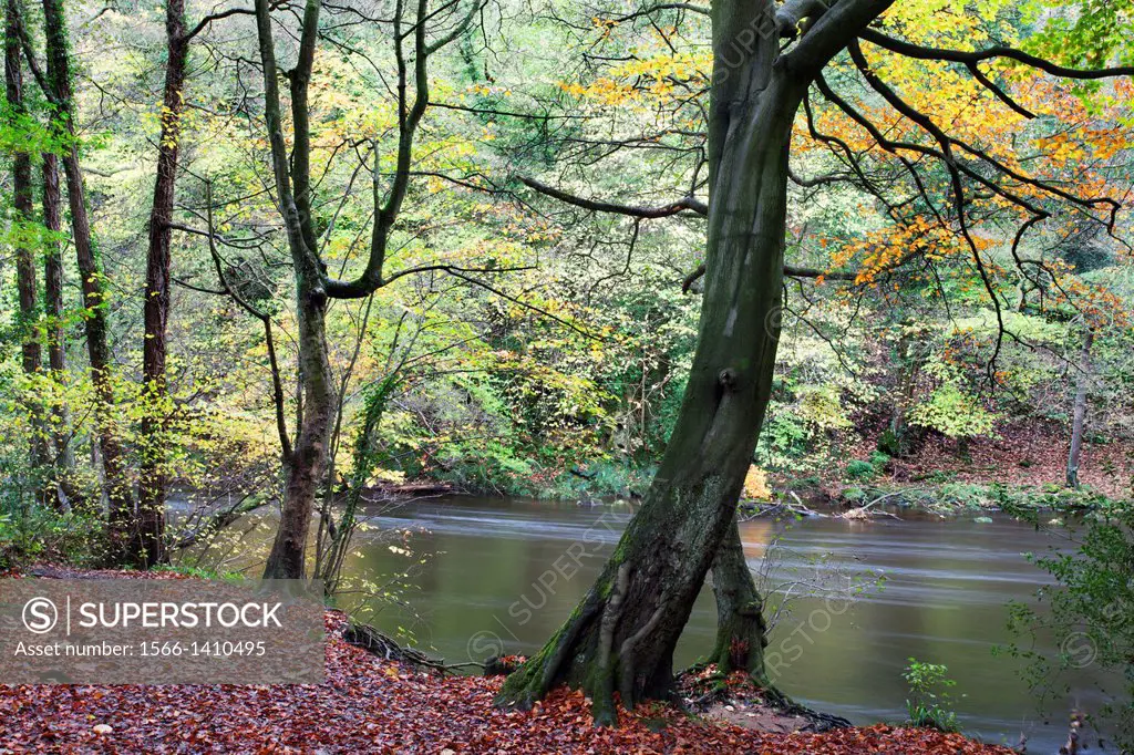 Autumn Trees in Nidd Gorge Woods near Knaresborough North Yorkshire England.