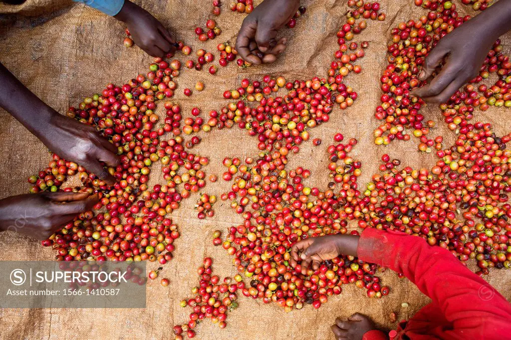 coffee production in Kenya.