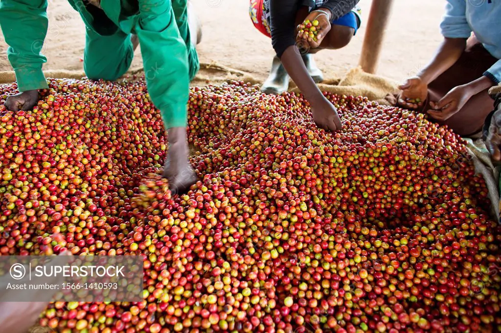 coffee production in Kenya.