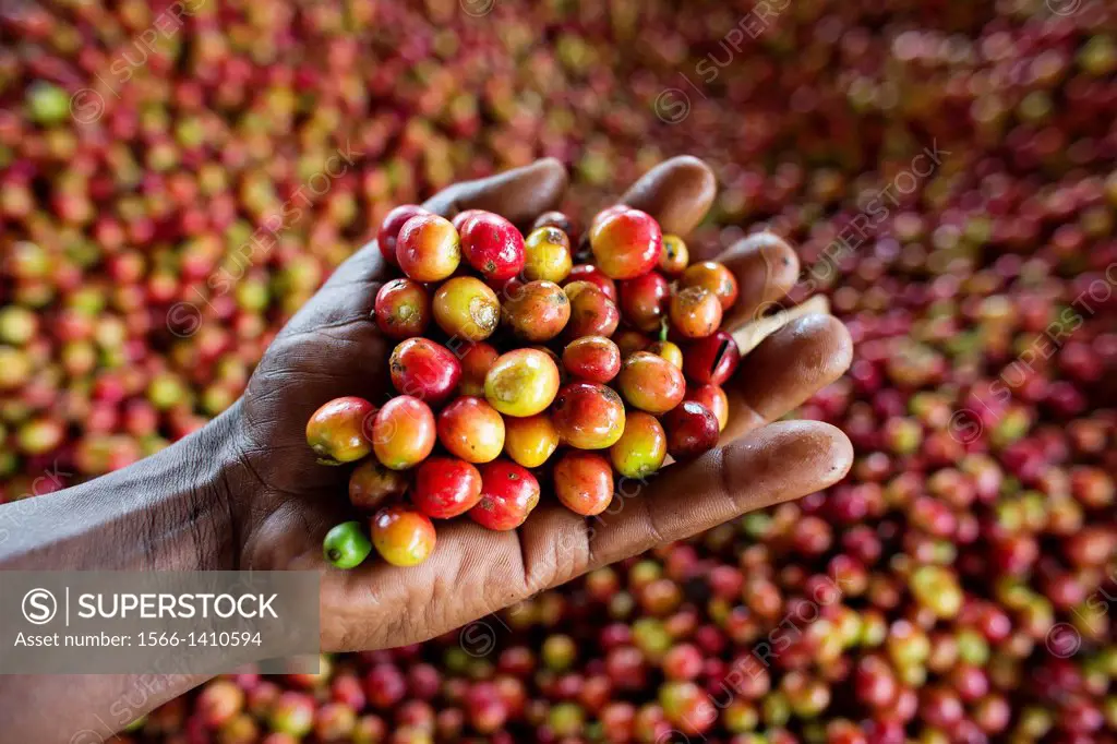 coffee production in Kenya.