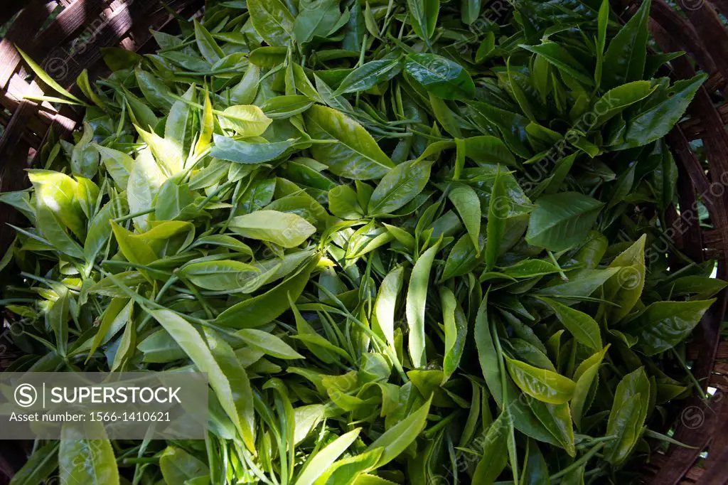tea production in Kenya.