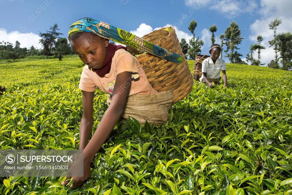 tea production in Kenya.