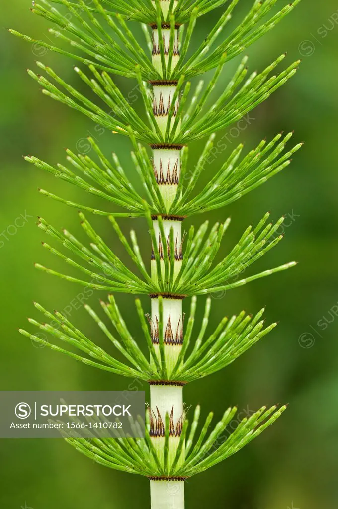 Close-up of the nodes (nodi) of a young steril stem of Great horsetail (Equisetum telmateia), Horsetail family (Equisetaceae), Ronda, Andalusia, Spain...
