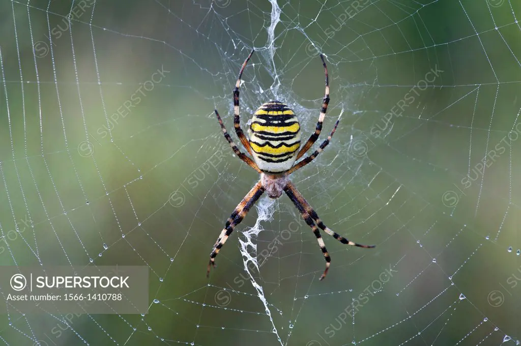 Wasp spider (Argiope bruennichi), sitting in the center of its net decorated with a vertical zigzag-type band of silk called stabilimentum, Typical or...