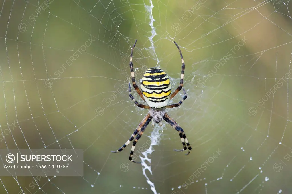 Wasp spider (Argiope bruennichi), sitting in the center of its net decorated with a vertical zigzag-type band of silk called stabilimentum, Typical or...