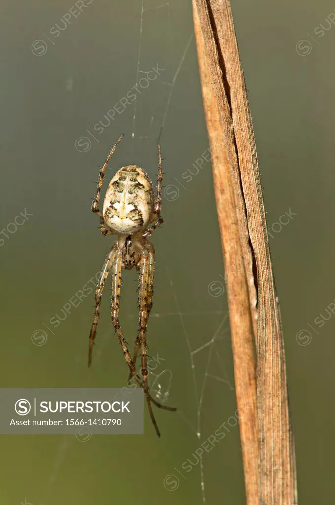Meta segmentata spider, Long-jawed orb weavers (Tetragnathidae).