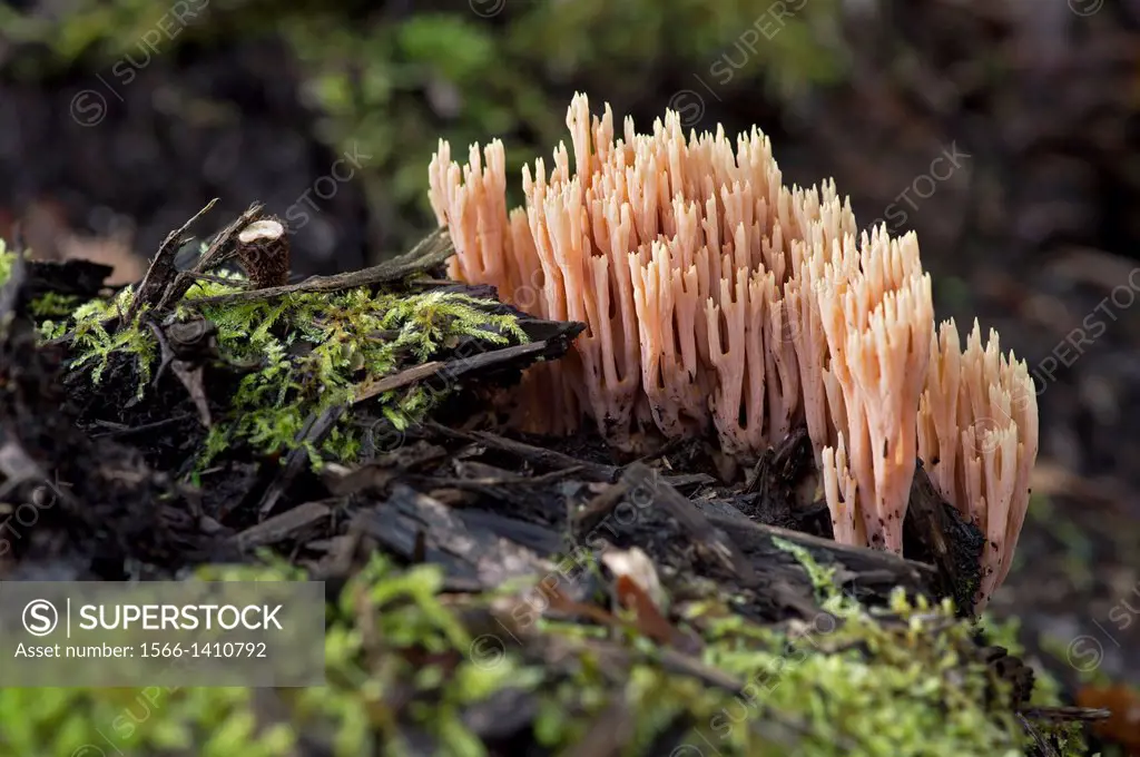Strict-branch coral fungus (Ramaria stricta), inedible, Ramariaceae family, Versoix, Switzerland.