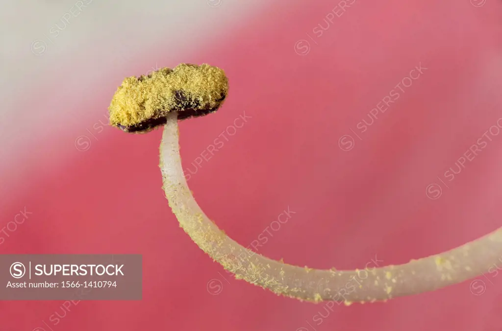 Super macro of Amaryllis flower stamen exposing yello pollen grains.