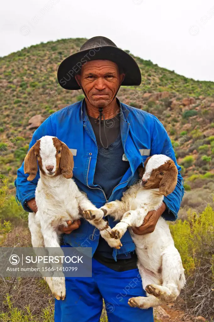 Nama goat herder carryign two Boer goatlings, near Kuboes, Richtersveld, Northern Cape province, South Africa.