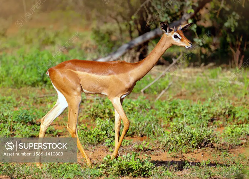 Gerenuk (Litocranius walleri), Samburu National Reserve, Kenya.